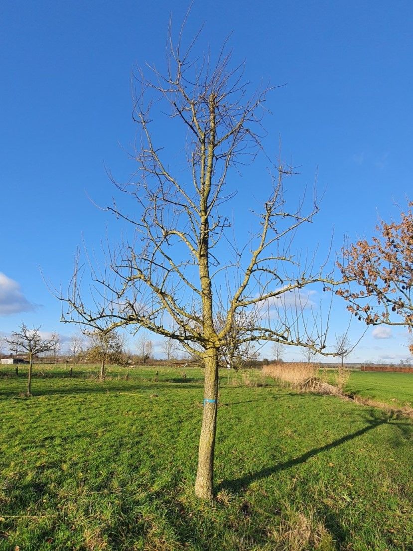 Perenboom 'Conference' | Laagstam