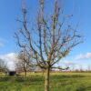 Perenboom 'Conference' | Laagstam