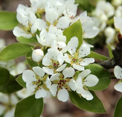 Perenboom 'Conference' | Hoogstam