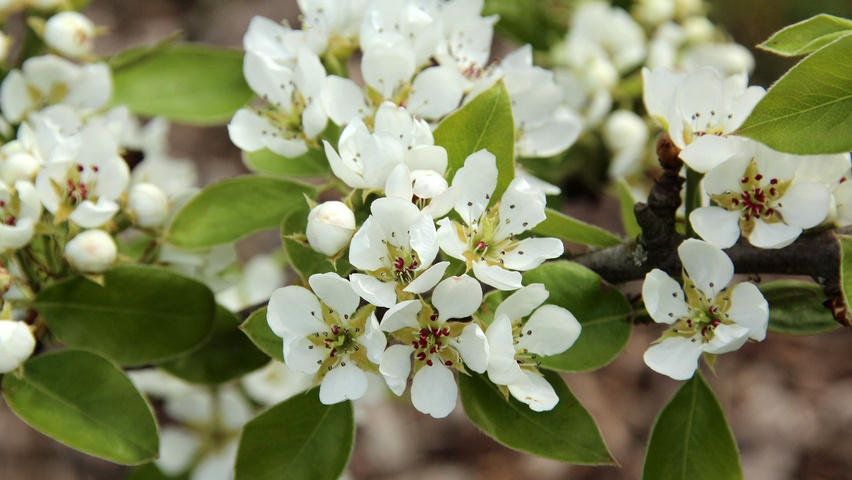 Perenboom 'Conference' | Hoogstam