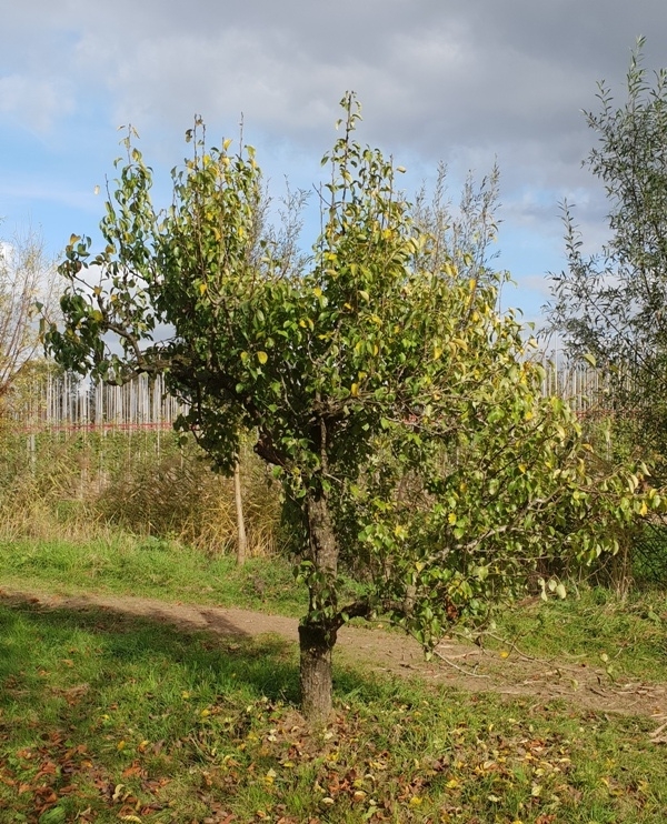 Perenboom 'Conference' | Hoogstam
