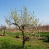 Perenboom 'Conference' | Hoogstam