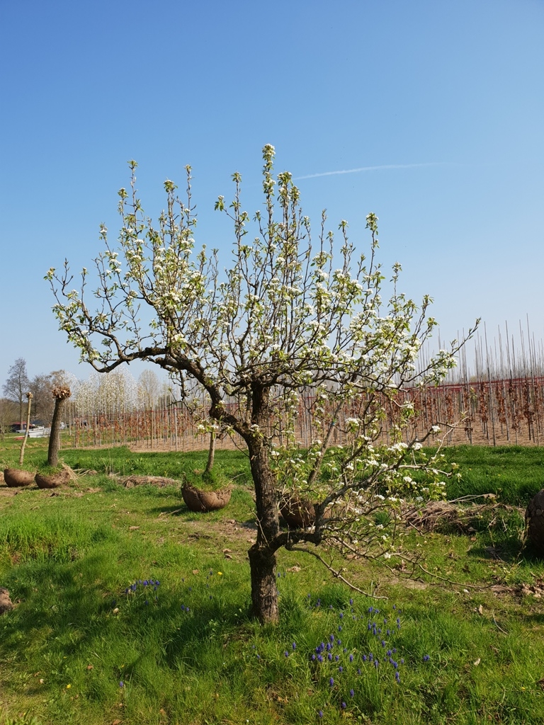 Perenboom 'Conference' | Hoogstam