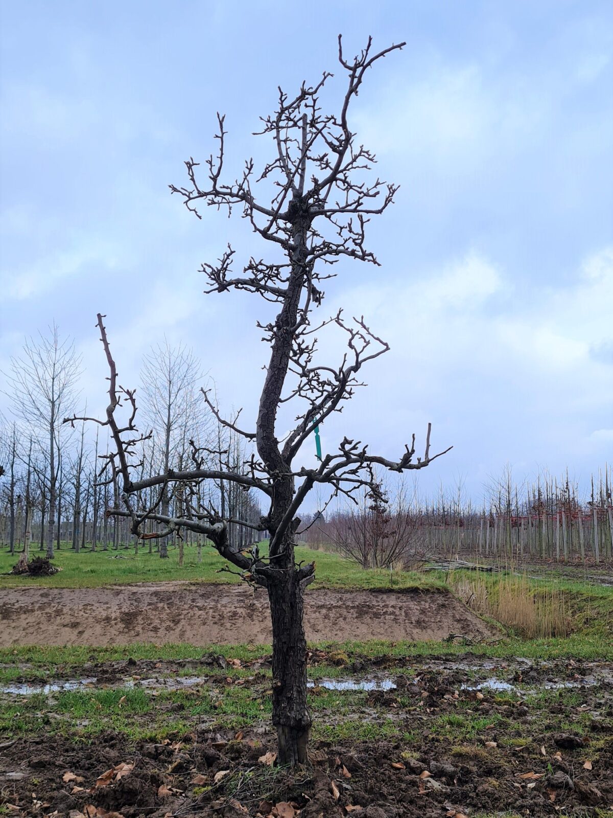 Perenboom 'Conference' | Hoogstam