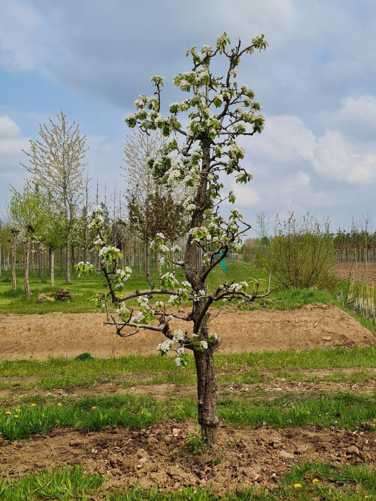 Perenboom 'Conference' | Hoogstam