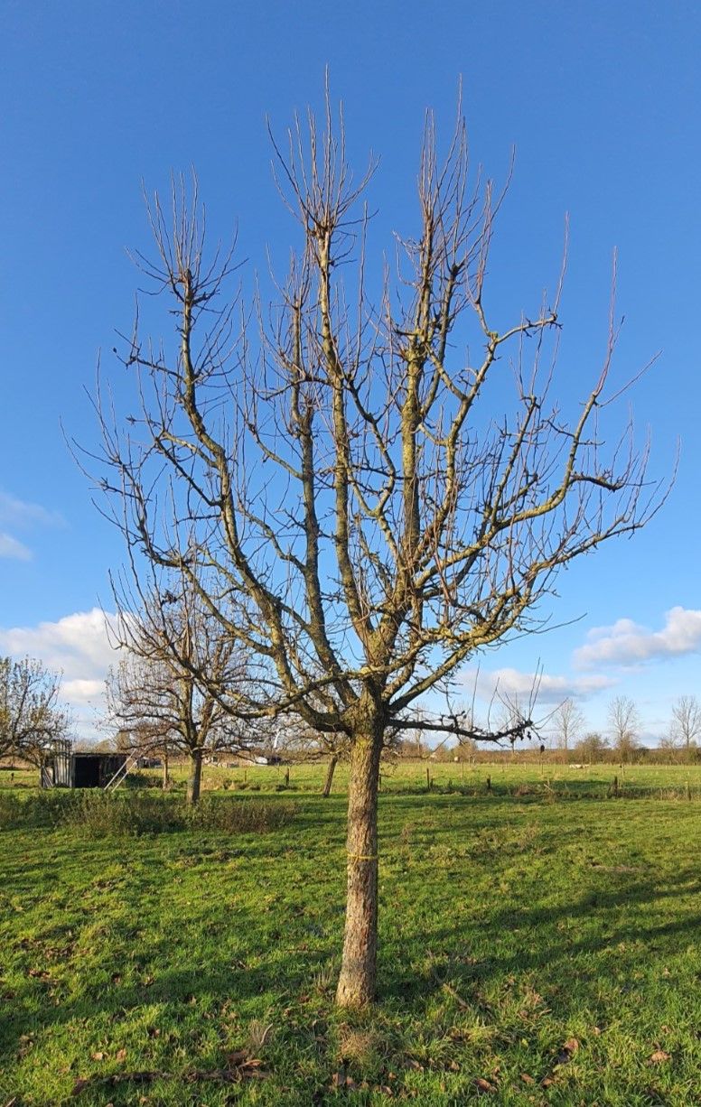 Perenboom 'Conference' | Hoogstam