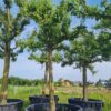 Perenboom 'Gieser wildeman' | Hoogstam