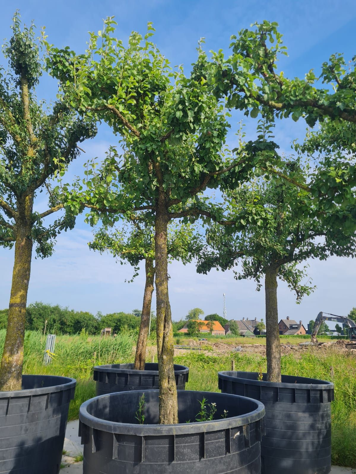 Perenboom 'Gieser wildeman' | Hoogstam