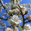 Perenboom 'Gieser wildeman' | Hoogstam
