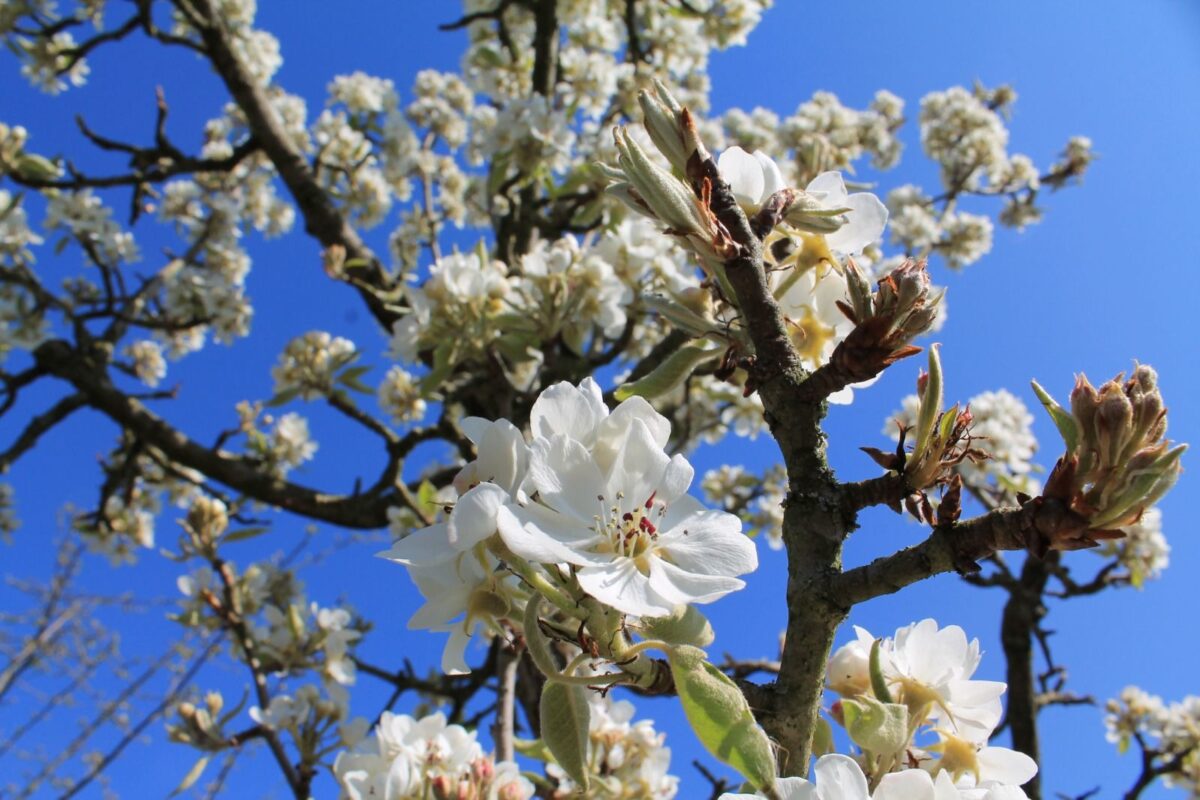 Perenboom 'Gieser wildeman' | Hoogstam