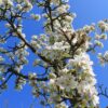 Perenboom 'Gieser wildeman' | Hoogstam