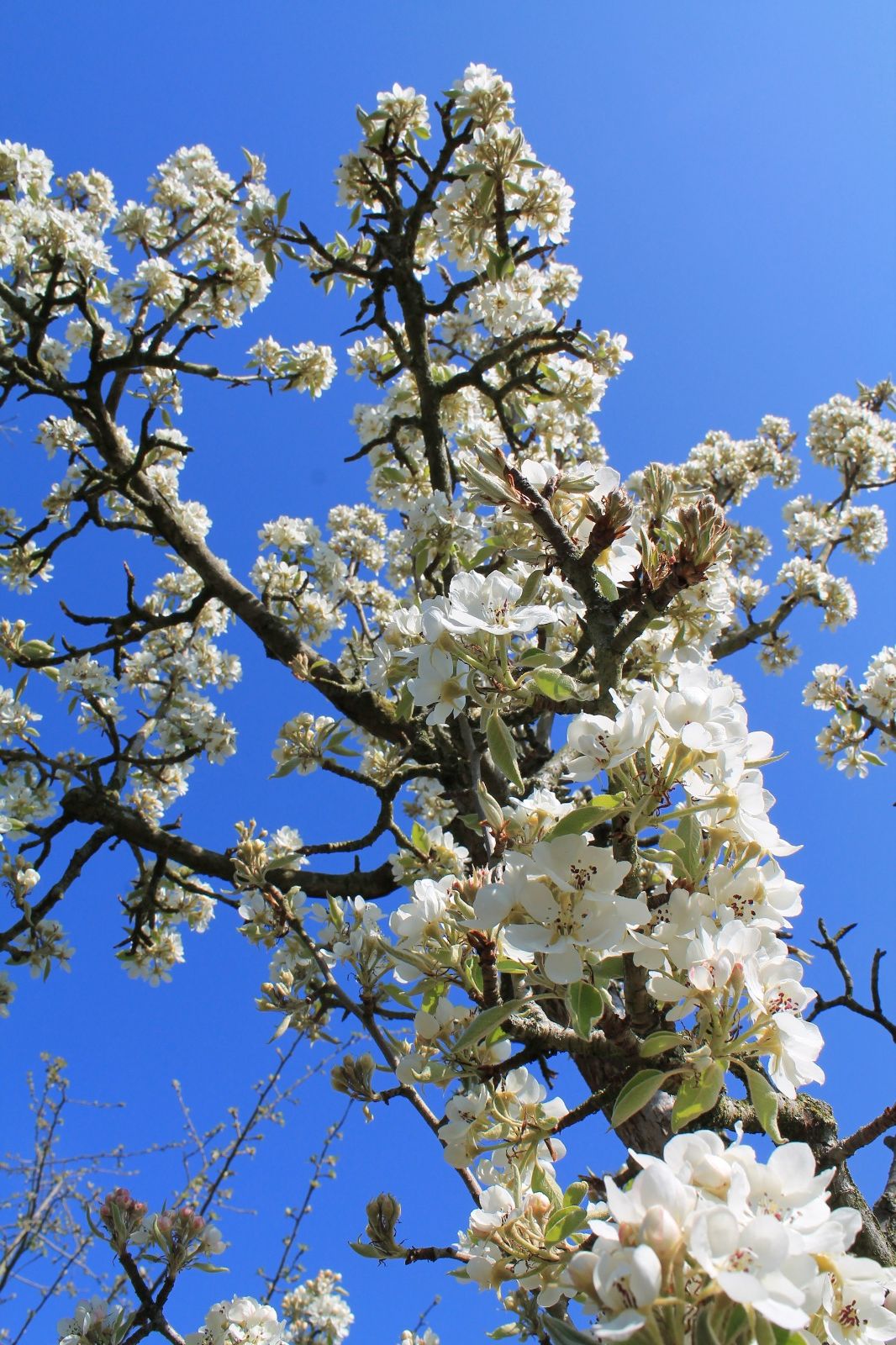 Perenboom 'Gieser wildeman' | Hoogstam