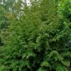 Perzische ijzerhoutboom | Meerstammig