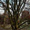 Perzische ijzerhoutboom | Meerstammig