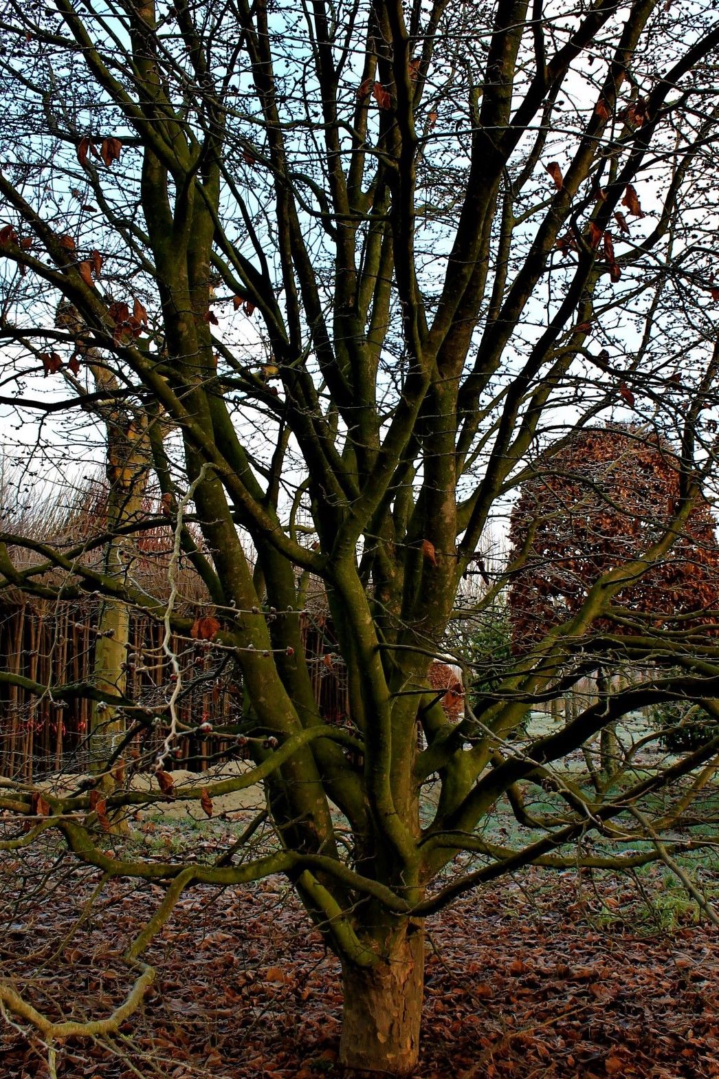 Perzische ijzerhoutboom | Meerstammig