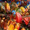 Perzische ijzerhoutboom | Meerstammig