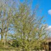 Perzische ijzerhoutboom | Meerstammig