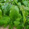 Perzische ijzerhoutboom | Halfstam