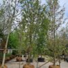 Perzische ijzerhoutboom | Halfstam