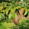 Perzische ijzerhoutboom | Hoogstam