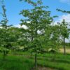 Perzische ijzerhoutboom | Laagstam