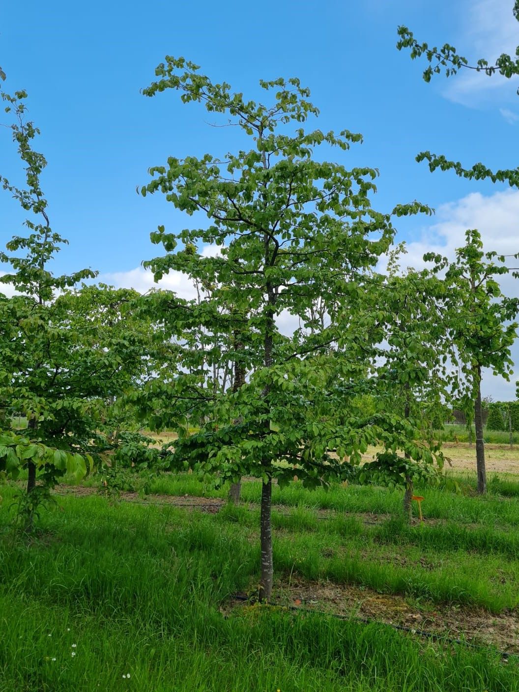 Perzische ijzerhoutboom | Laagstam