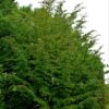 Perzische ijzerhoutboom | Meerstammig