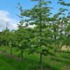 Perzische ijzerhoutboom | Laagstam