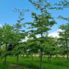 Perzische ijzerhoutboom | Laagstam