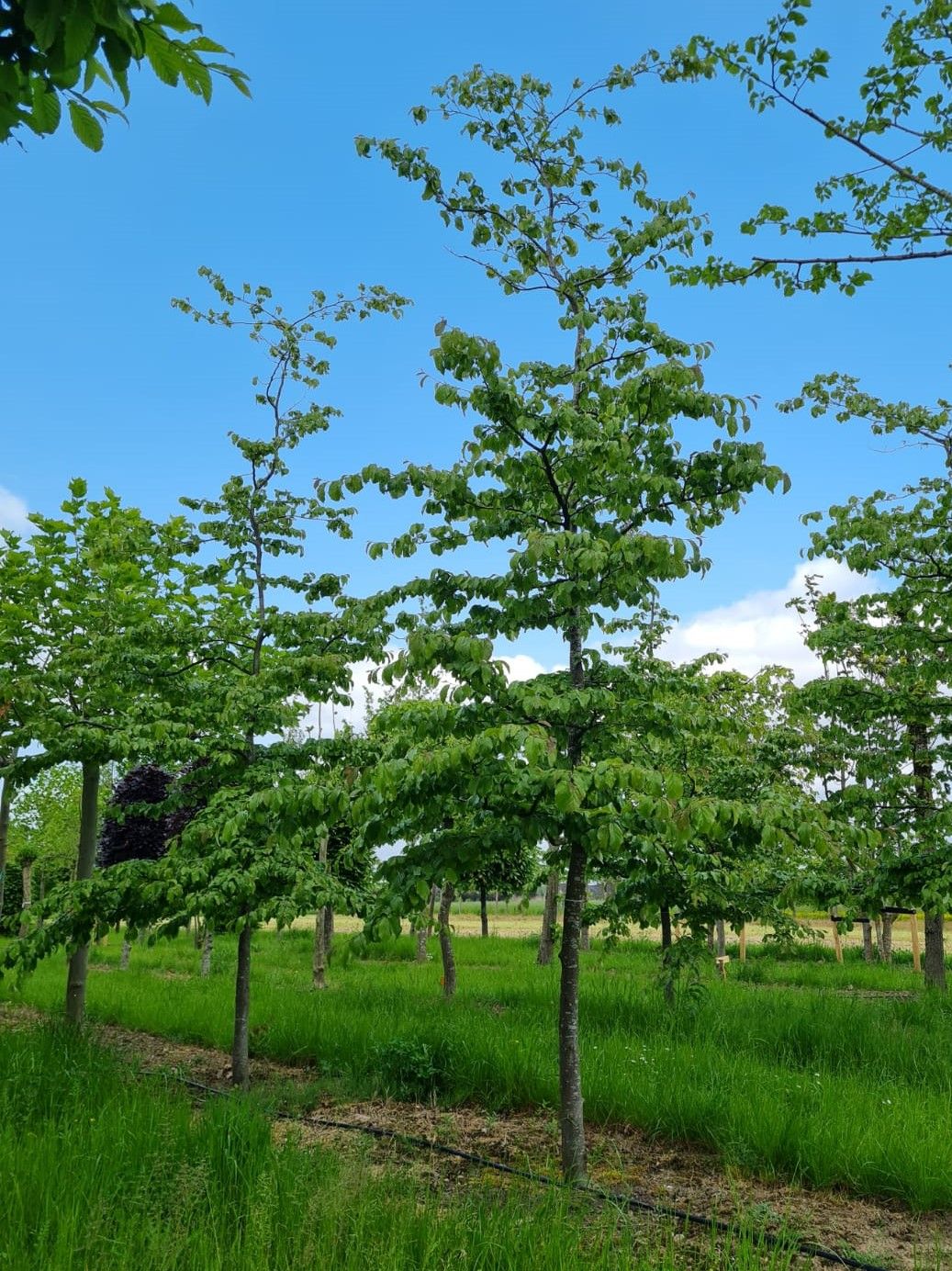 Perzische ijzerhoutboom | Laagstam