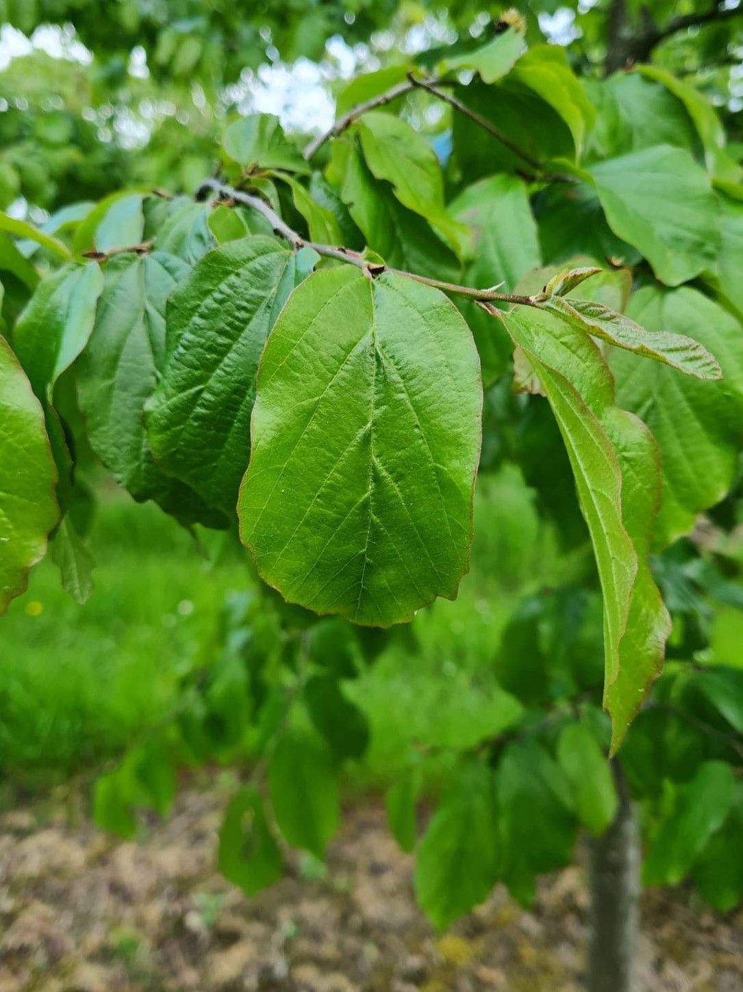 Perzische ijzerhoutboom | Laagstam