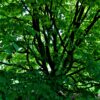 Perzische ijzerhoutboom | Meerstammig
