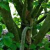 Perzische ijzerhoutboom | Meerstammig