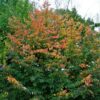 Perzische ijzerhoutboom | Meerstammig