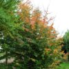 Perzische ijzerhoutboom | Meerstammig