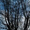 Perzische ijzerhoutboom | Meerstammig