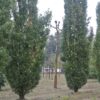 Piramide eik | Laagstam