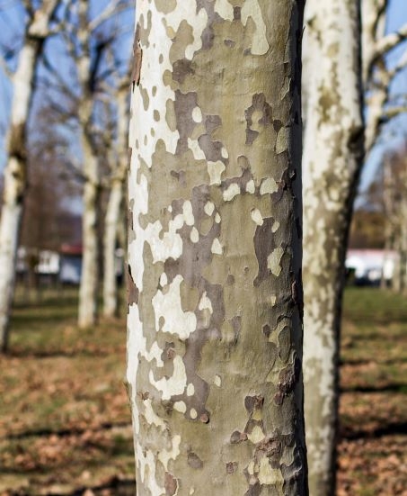 Plataan | Boomvorm