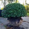 Portugese laurierkers 'Angustifolia' | Bolvorm
