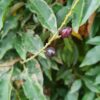 Portugese laurierkers | Bolvorm