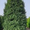 Portugese laurierkers 'Angustifolia' | Struikvorm