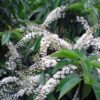 Portugese laurierkers 'Angustifolia' | Bolvorm