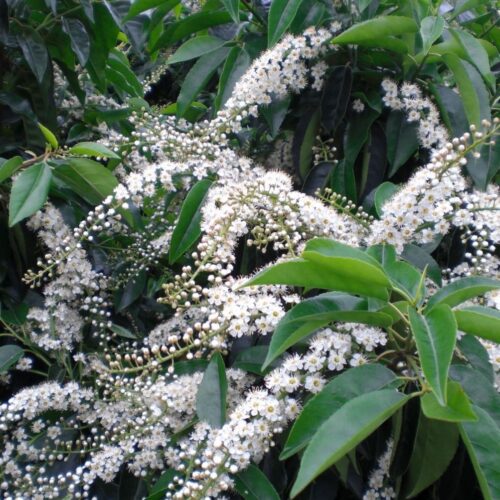 Portugese laurierkers 'Angustifolia' | Bolvorm