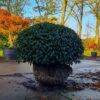 Portugese laurierkers 'Angustifolia' | Bolvorm