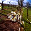 Pruimenboom 'Opal' | Halfstam