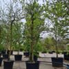 Pruimenboom 'Opal' | Halfstam
