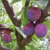 Pruimenboom 'Victoria' | Halfstam