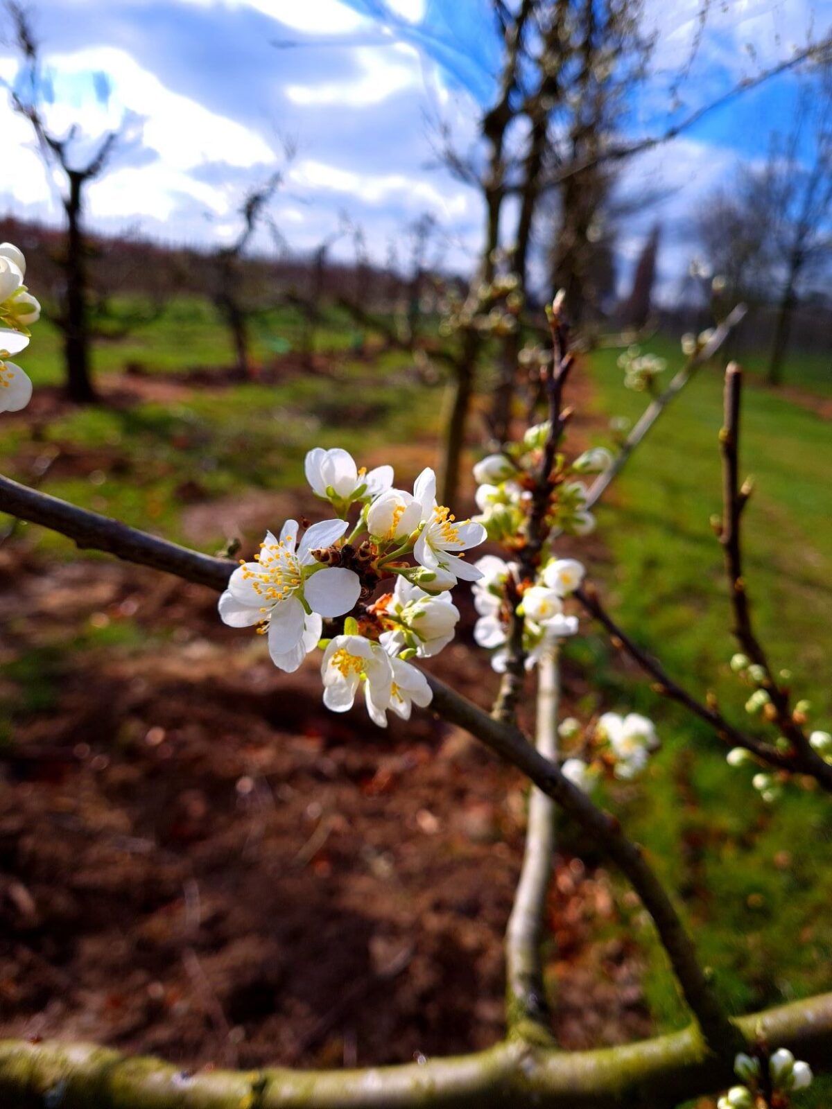Pruimenboom 'Victoria' | Halfstam