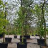 Pruimenboom 'Victoria' | Halfstam