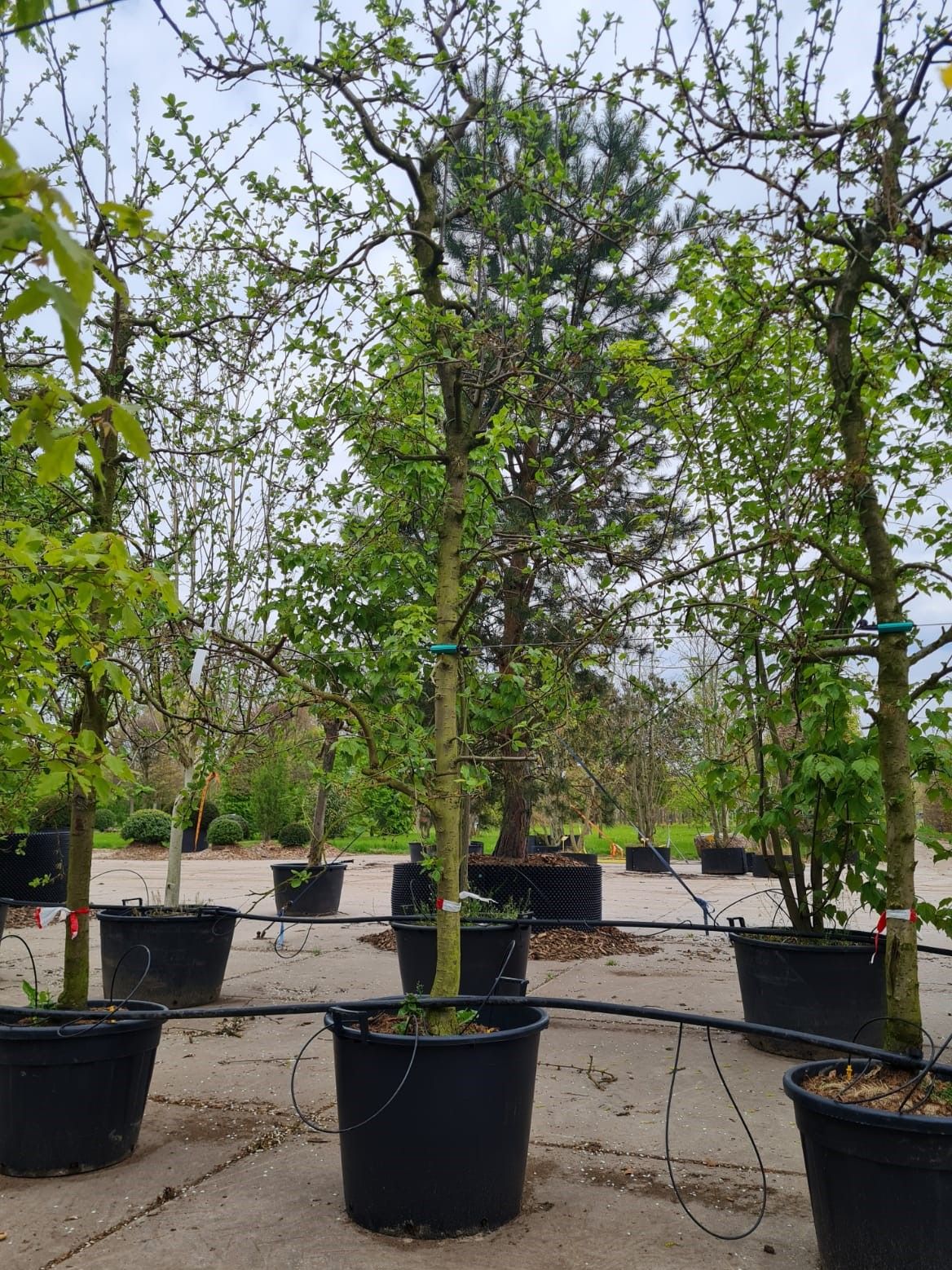 Pruimenboom 'Victoria' | Halfstam
